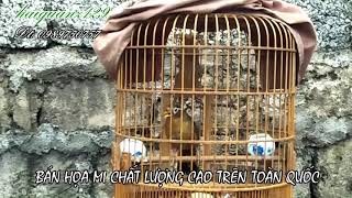 MỘC DỞ GIÀ RỪNG 3731