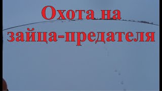 Охота на зайца-предателя
