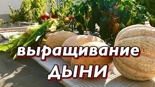 Дыня.Лучшие сорта. Выращивание дыни