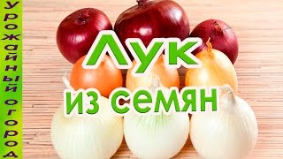 ЛУК-РЕПКА ИЗ СЕМЯН ЗА ОДИН СЕЗОН!!! УРОЖАЙ!