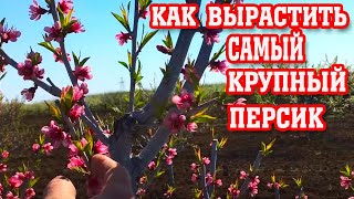 Секреты выращивания КРУПНОГО персика #2