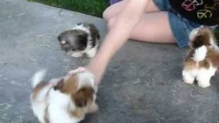 Teacup Shih tzu Puppies www.sweettoothshihtzu.com