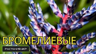 Бромелиевые / Гузмания, риезия, тиланус уход в домашних условиях