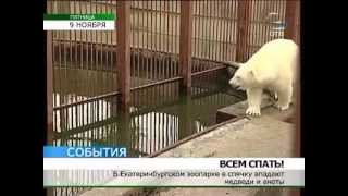 В Екатеринбургском зоопарке наступил массовый сончас