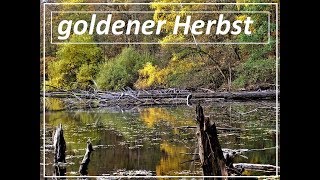 goldener Herbst