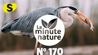 SECRETS DE HERON (No 170)