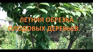 Летняя обрезка плодовых деревьев .