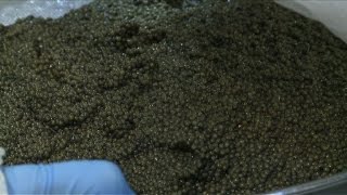 بعد الفودكا بولندا تخوض مجال إنتاج الكافيار
