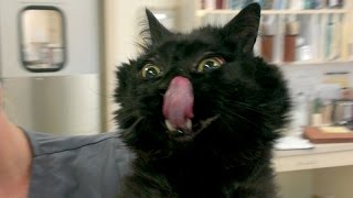 Super FUNNY CATS - TRY NOT TO LAUGH CHALLENGE - Best CAT VIDEOS compilation
