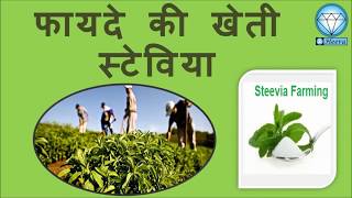 फायदे कि खेती स्टेविया, Stevia Production In India, Profitable Farming - Stevia, Medicinal Plant