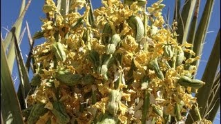 Harvesting and Roasting Yucca Fruits