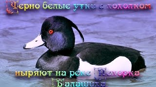 Черно белые утки с хохолком ныряют на реке Пехорка.  Балашиха.