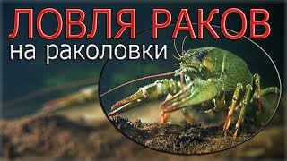 Как ловить раков на ХЛЕБ С ЧЕСНОКОМ