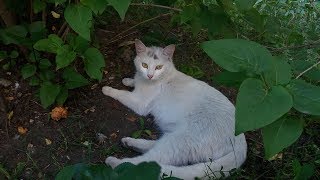 ДЕТСКИЕ ПЕСЕНКИ НА АНГЛИЙСКОМ ЯЗЫКЕ (Old_MacDonald) / КРАСИВЫЕ ДВОРОВЫЕ КОТЫ / КОТЫ И КОШКИ