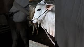 Daftar Harga Hewan Qurban sapi 1440 H Antapani