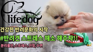 인천강아지분양 건강한애견샵