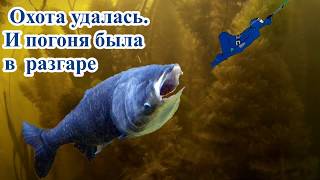 подводная охота в мутной воде