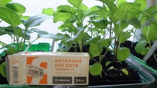 Янтарная кислота для рассады.Полив рассады раствором янтарной кислоты.