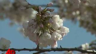 National Cherry Blossom Festival Opens in D.C.