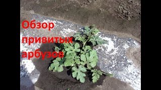 Обзор привитых арбузов 27 июня 2018 г