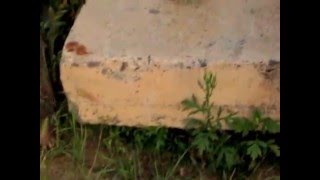 Горностай мелькает