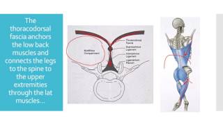 Thoracodorsal Fascia Injury Causing Low Back Pain