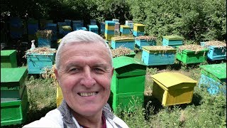 Что будет на пасеке, если у пчеловода отпуск?