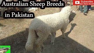 Goat Beautiful and high breed Sheep in Australian Video 4-2-2020 Livestock Market