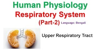 Human Physiology: Respiratory system part-2 (Upper Respiratory tract) (Bangla)