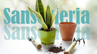 SNAKE PLANT PROPAGATION | Care for the plant, transplanting of colorful species