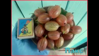 Крыжовник ПАКС.  Просто сумасшедшая урожайность!