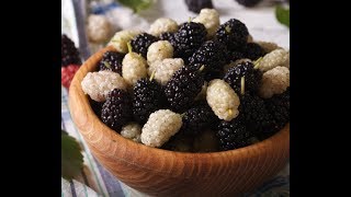 Какие шелковицы я выращиваю и почему именно их