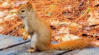 빨간 꼬리 청설모와 친해 질 수 없는 이유 The Reason I Can’t Be Too Close With Red Squirrels