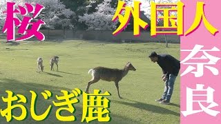 桜満開！外国人＆おじぎ鹿 in Nara！bowing deer