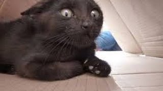 Funny cats scared of random things - Funny cats compilation