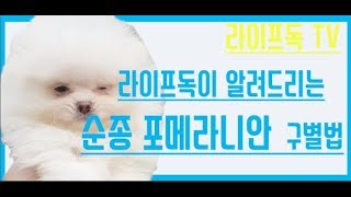 포메라니안 순종구별법 폼피츠구별법 이쁜포메라니안 인천,김포강아지분양