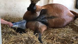 Zassara is giving birth to a beautiful foal. At 28-07-2018 (Krunch de Breve x High Shutterfly)