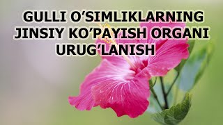 GULLI O'SIMLIKLARNING JINSIY KO'PAYISH ORGANI URUG'LANISH.