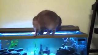 ▶ Кошки умеют плавать Kat   YouTube 360p