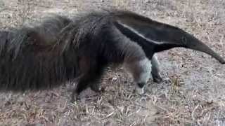 Giant anteater sounds, Giant anteater feeling threatened