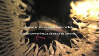 Mejora de la selectividad en artes de arrastre. Pruebas de mar 2015-206