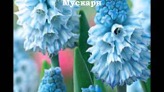 Мой цветник
