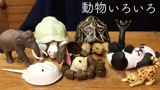 ガチャ、カメとか動物いろいろ開封