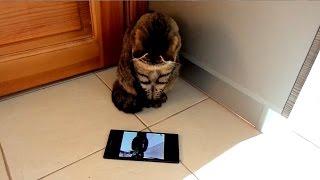 Муся реагирует на песню Enjoykin Кот - Восьмиклассница. Музыка для кошек