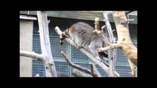 Raccoon / Procyon lotor / Pesukaru