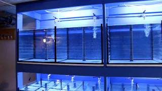 fish breeding tank .fisk ræktunar rekki.