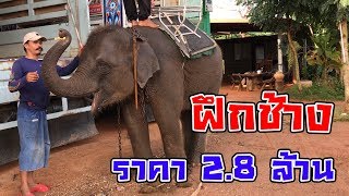 ฝึกช้าง ราคา 2.8 ล้าน elephant *-*