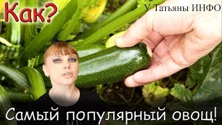 Как вырастить ШИКАРНЫЙ урожай КАБАЧКОВ ЦУКИНИ!!!