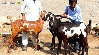 Huge Goat Herd - Beetal & Nagra & Makhi cheena & Shera Prints Goats in Sahiwal 2019-20