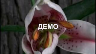 ФУТАЖ РАСПУСКАЮЩИЕСЯ ЦВЕТЫ ДЕМО